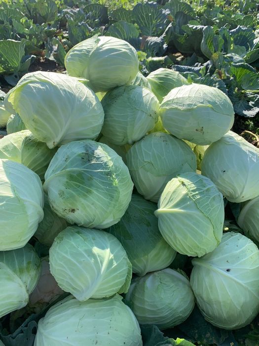 Varza Beverly Socodor