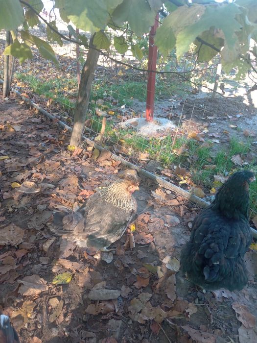 De vânzare gaini marans negru arămiu