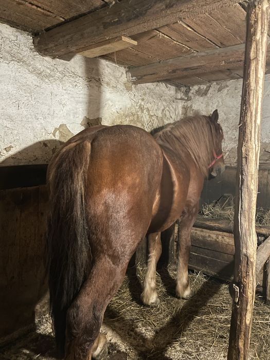 Vand armasar, de 2 ani