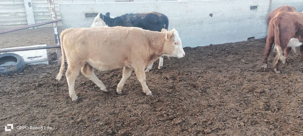 Еркек подсос 300.000 жане Кашар сатылады Багасы 250.000