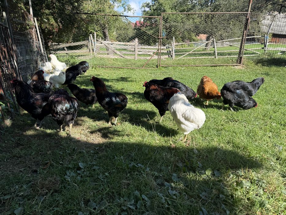 Cocosi Araucana Rasa Pura