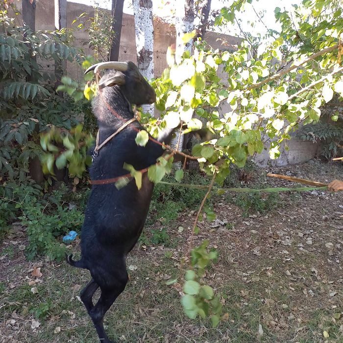 Мурсиана зотли така сотилади