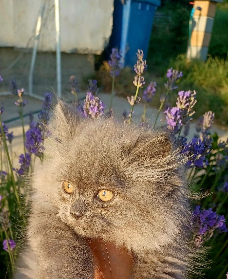 British longhair