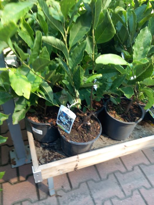 Vând puieți de tei arginti la balot de pământ și  magnoli albe  la ghi