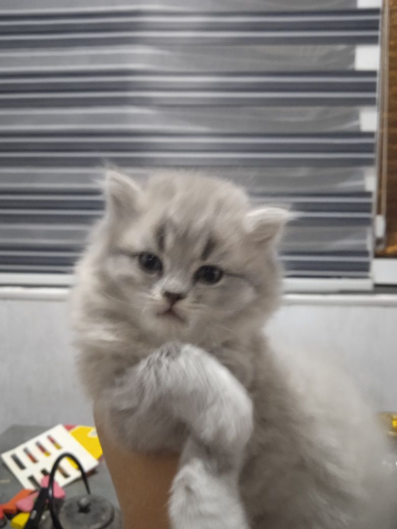 Продам котят, срочно.