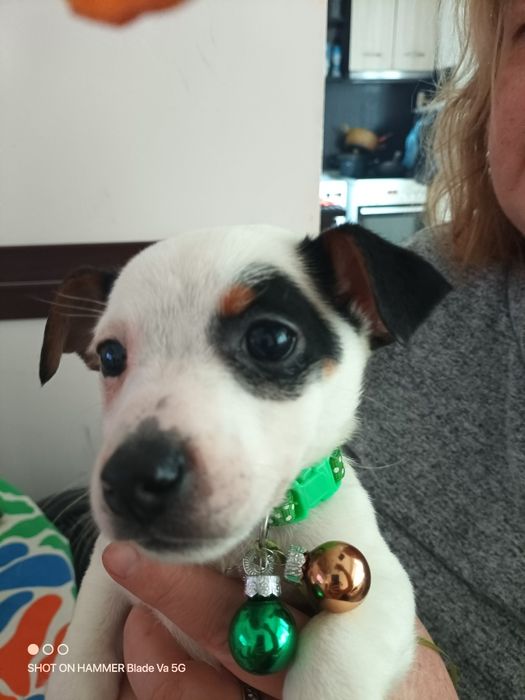 Кученца Джак Ръсел и Пинчери на два месеца