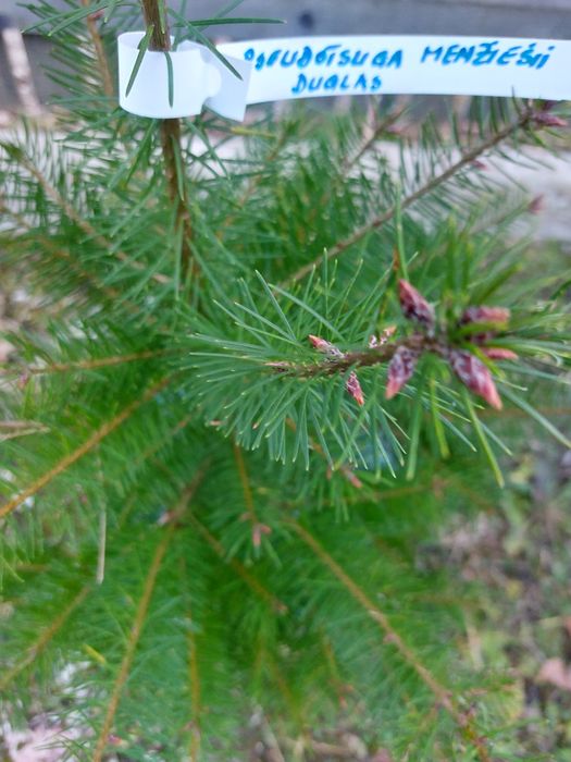 Brazi duglas Pseudotsuga menziesii cu balot de sol- 70-90 cm