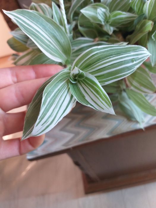 Традесканции разных сортов