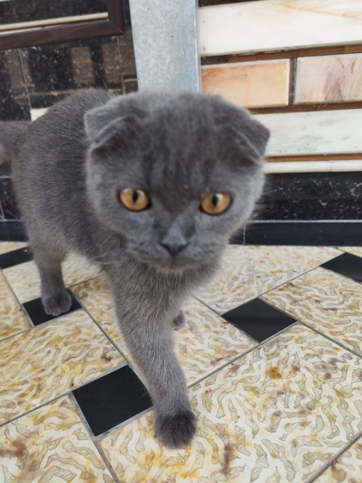 Scottish Fold toza zot
