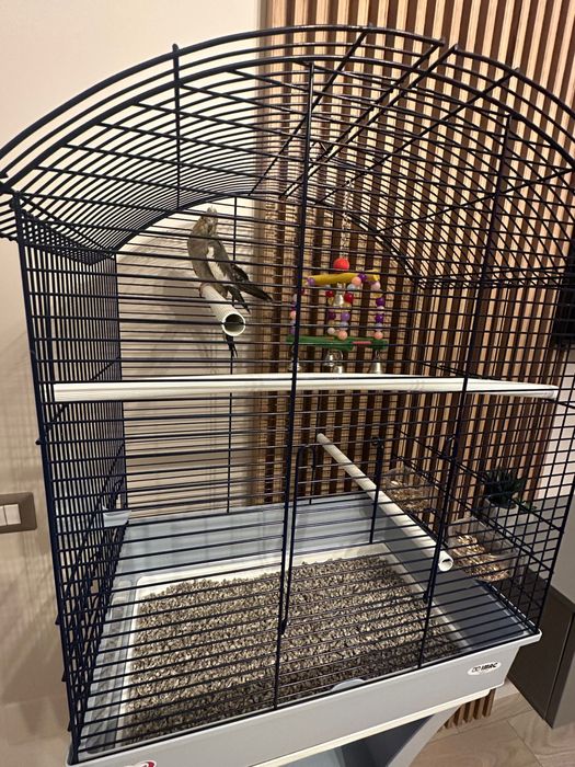 Vând cușcă mare+papagal Nimfa