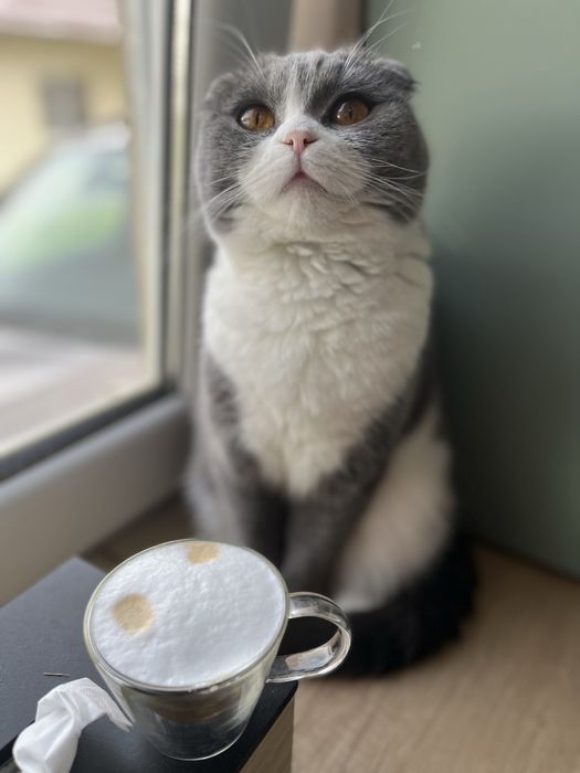 Pisica scottish Fold cu Pedigree