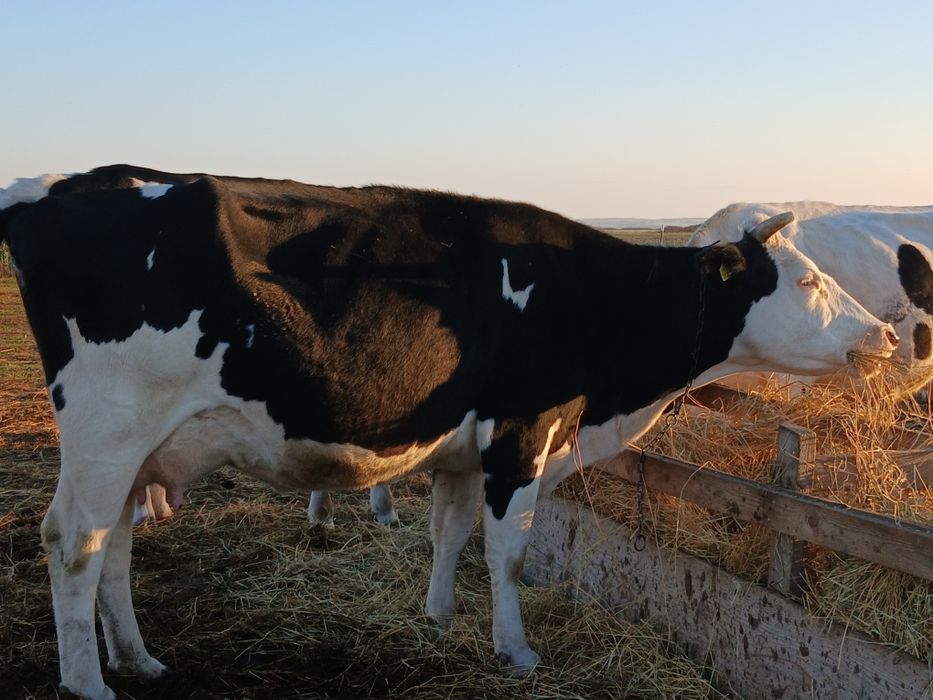 Vând vacă gestantă