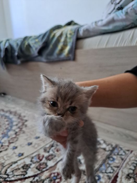 Продается котенок