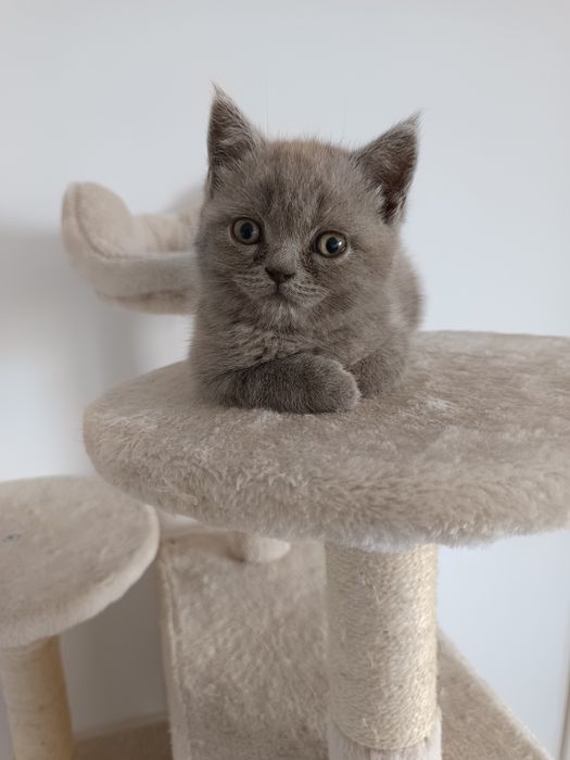 Pisicuț british shorthair blue