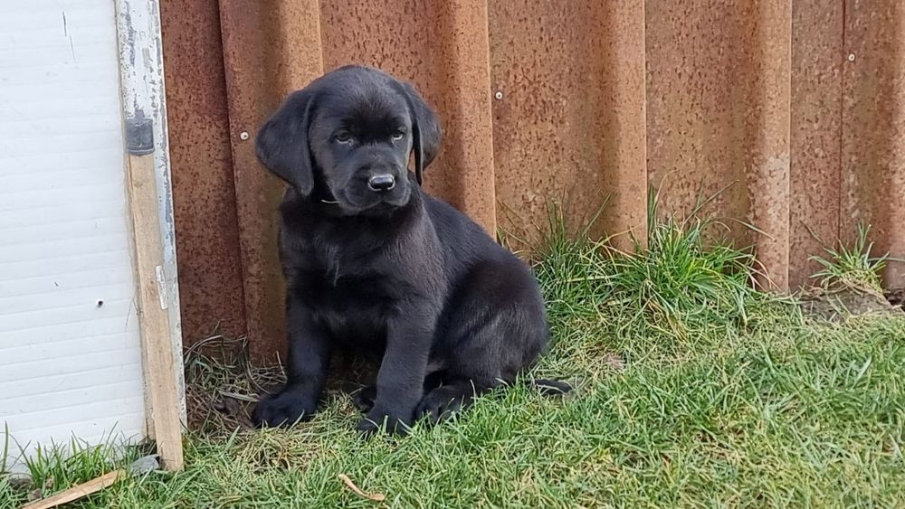 Labrador retriever negru