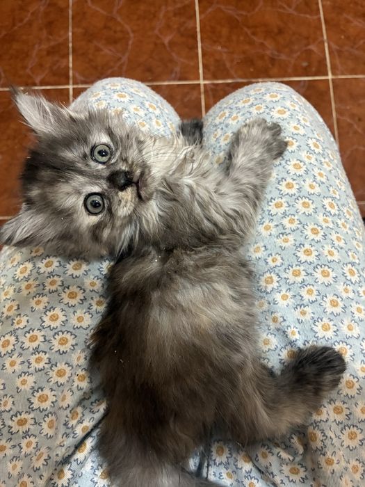 Котенок сибирская 1,5 месяцев девочка