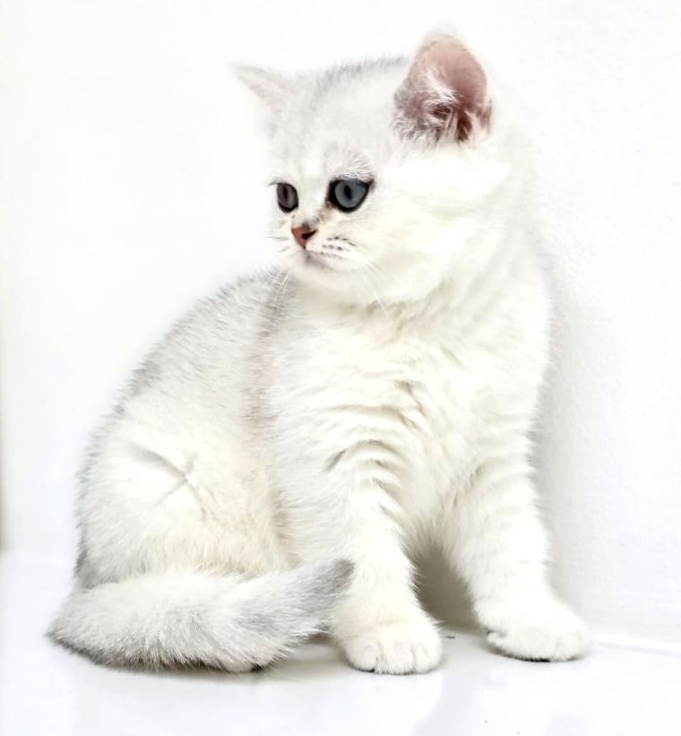 Котики и кошечки британские
