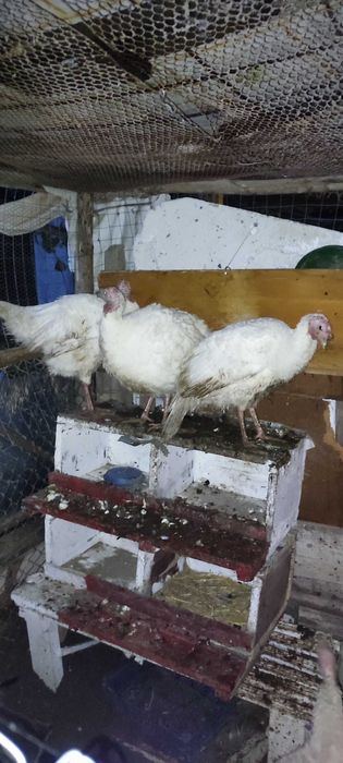 Женски пуики за продан