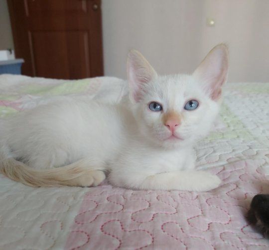 Срочно котенок в добрые руки!