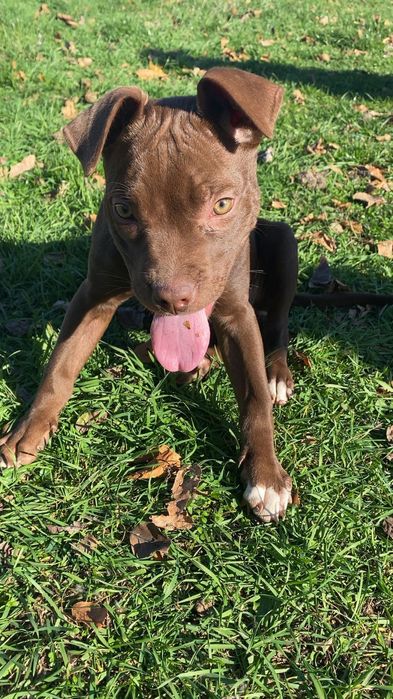 Женски питбул!!!