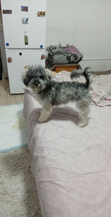 Bichon  havanez,7 luni