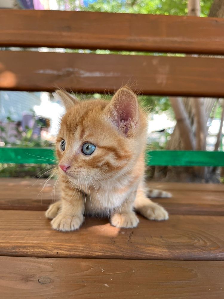 Котики изут дом и тепло