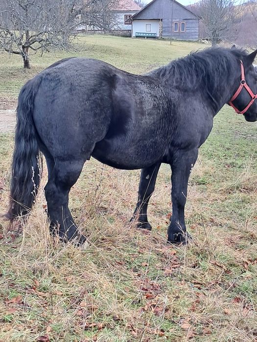 Vînd armăsar negru