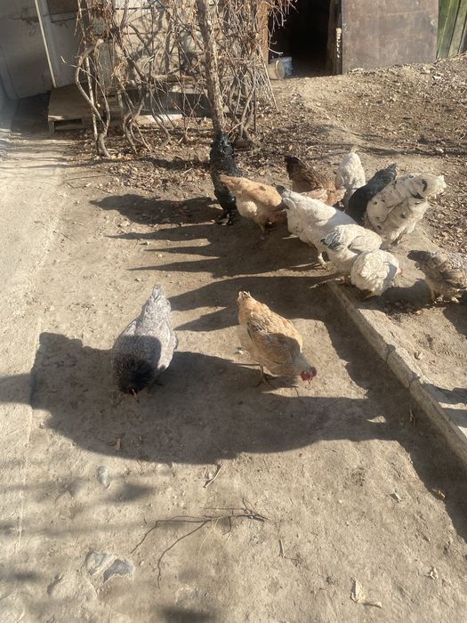 Тауыктар сатылады