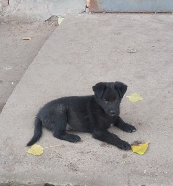 Отдадим щенят в добрые руки