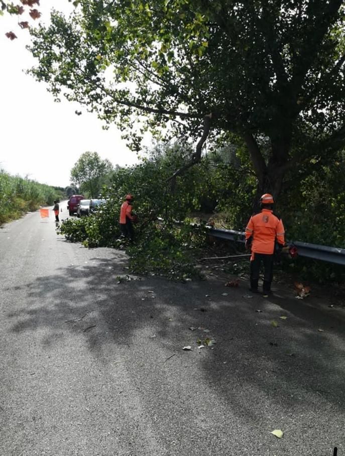 Defrisare curatare terenuri lasate in paragina