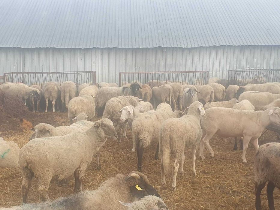 Vand 80 de oi de carne merinos, reforma
