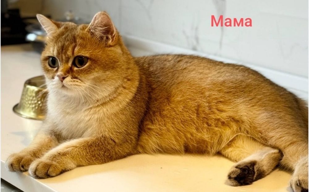 Шикарный Британец Золотая Шиншилла NY12