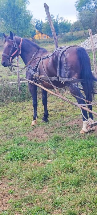 De vânzare sau schimb pe diverse