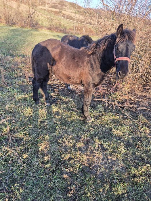 Vând manz de 8 luni