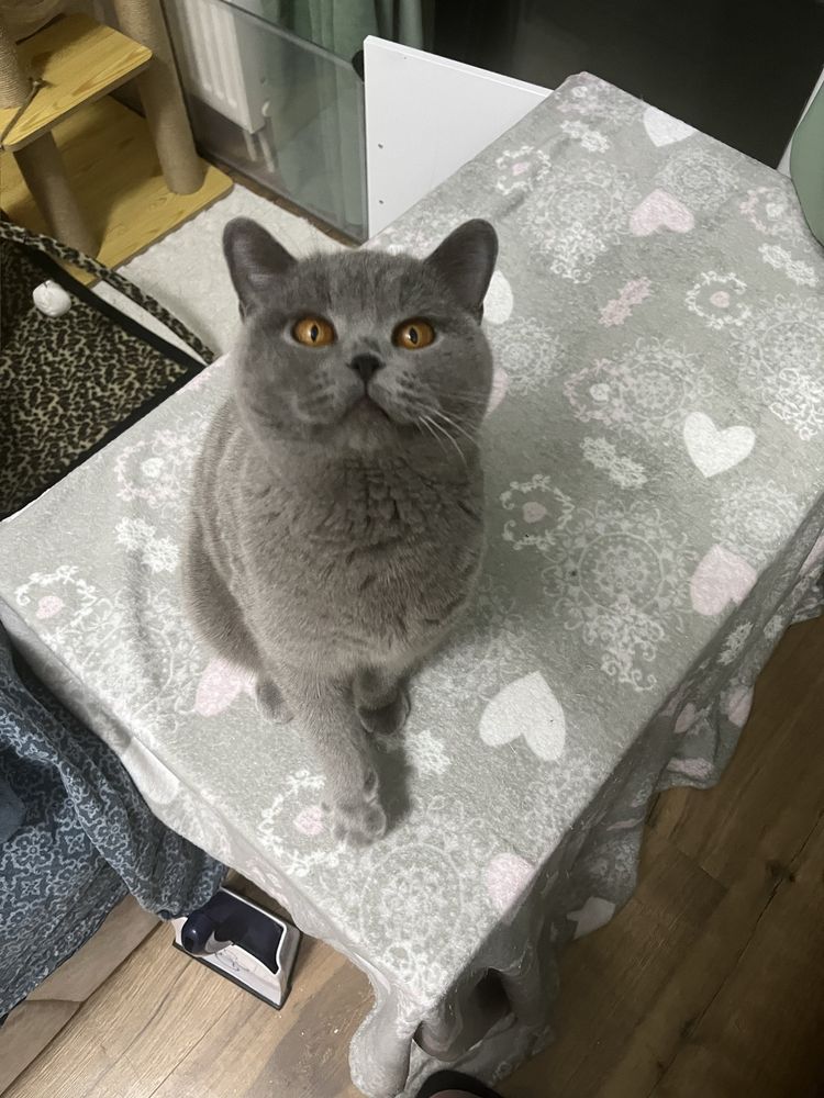 Pisica 5 ani british shorthair blue