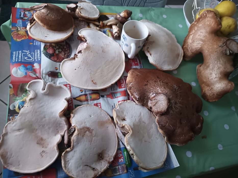 Piptoporus betulinus