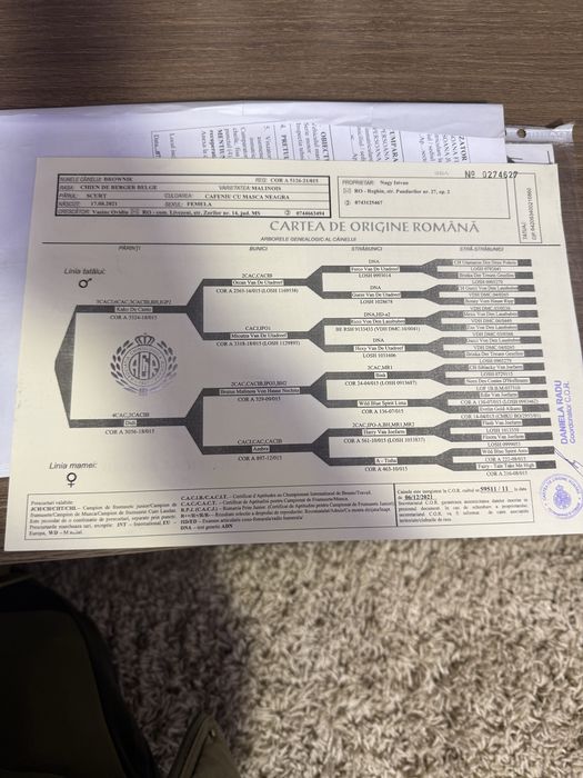 Donez puiuti (fetita) malinois