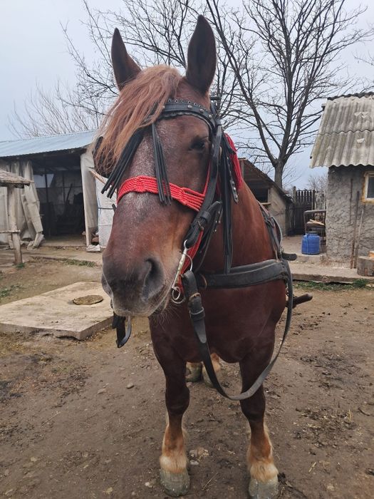 iapa de 6 ani de vanzare tinuta mai mult de frumusete