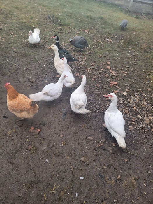 Rațe de carne  si doua bibilici