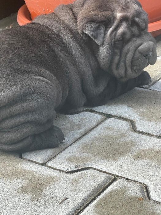 Mascul din rasa Shar Pei