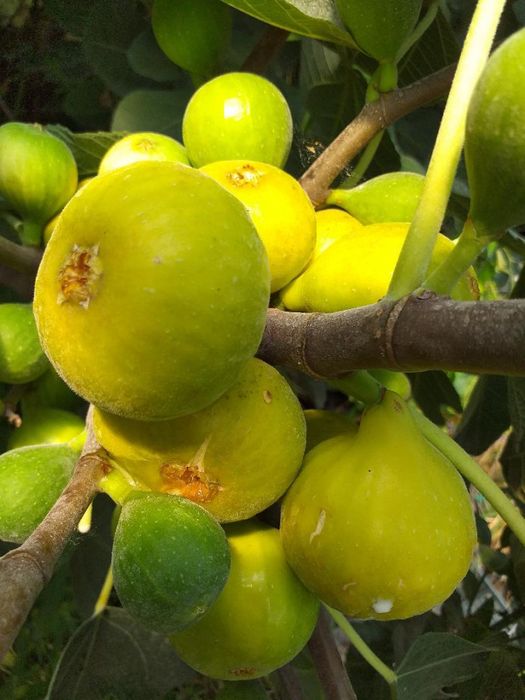 Kaki Rodiu Smochin Kiwi Moșmon