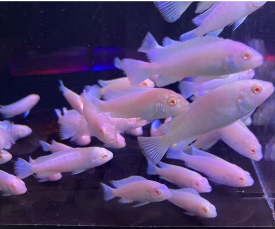 Снежинка аквариум балиги