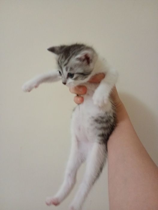 Pui de pisică de 3 săptămâni