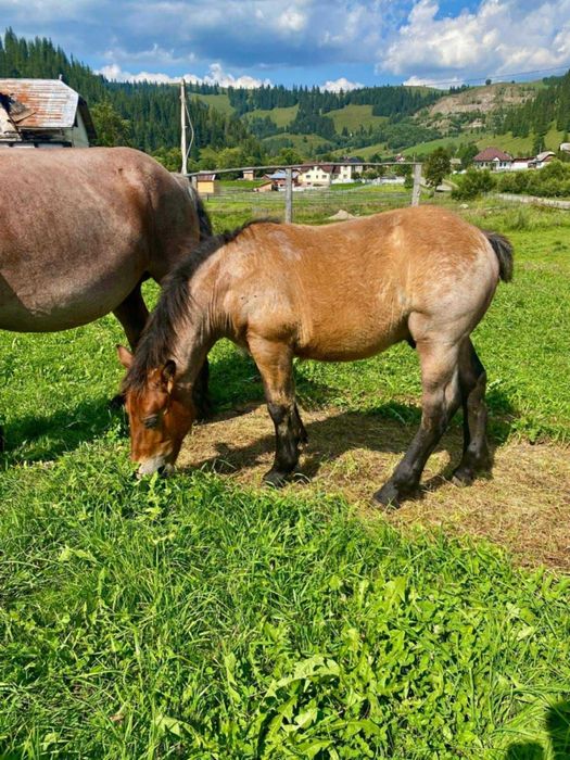 Vând mânz semigreu deosebit din părinți de excepție