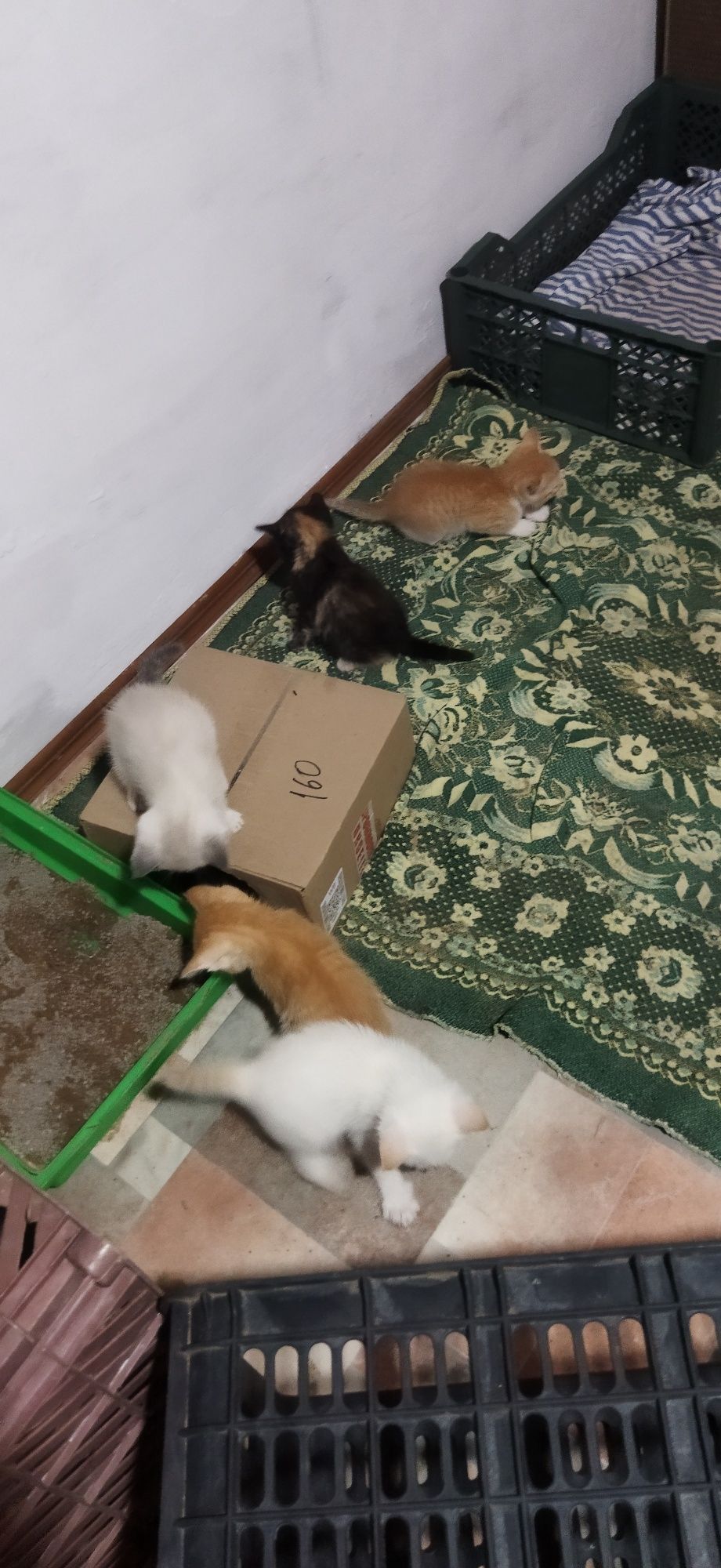 Котята игривые чистые