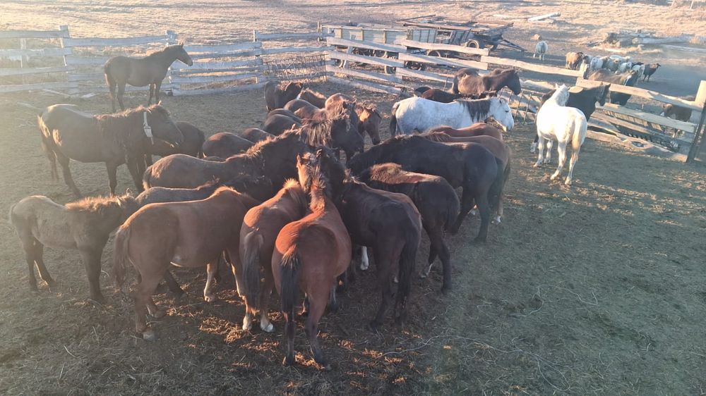 Продам табун лошадей