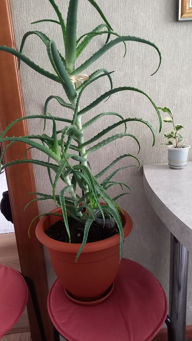 Продам лечебное Алоэ 4 года