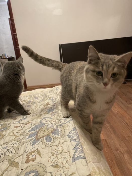 Котят отдам в хорошие руки.