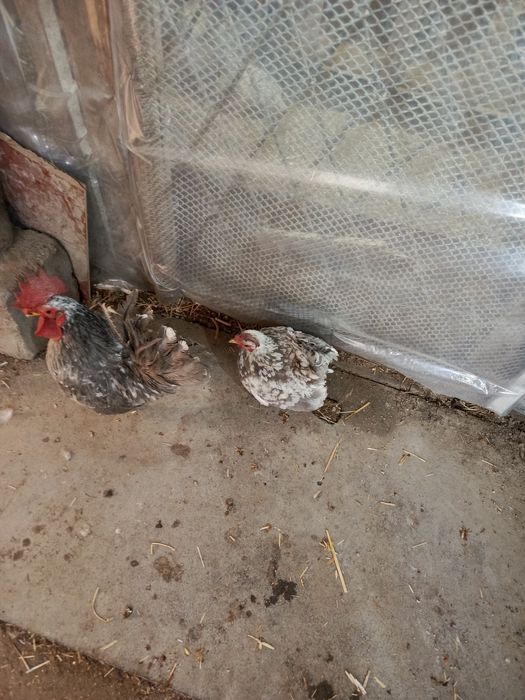 Шабо Кул мрамор пара сотилади