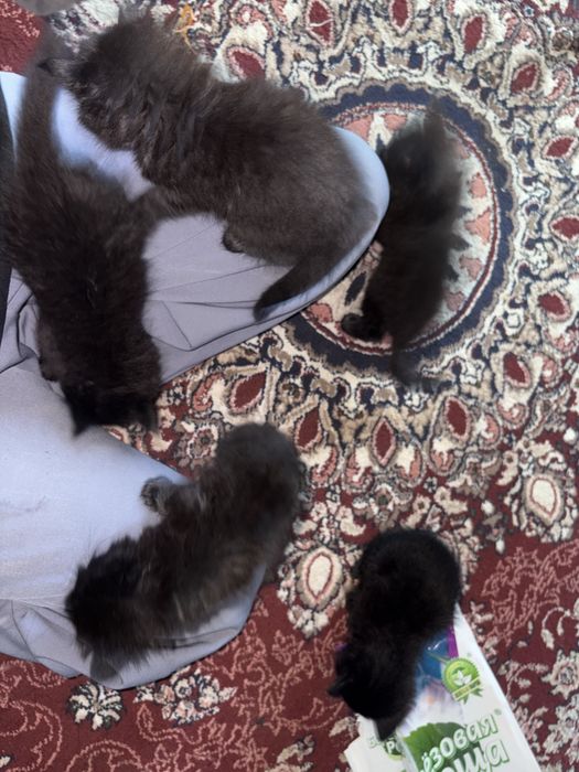 Котята (mushukchalar)